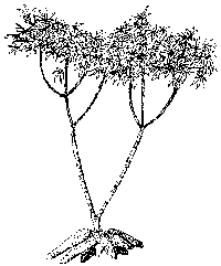 Manioc