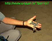 Petite tortue Luth