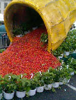 Fete de la fraise 97